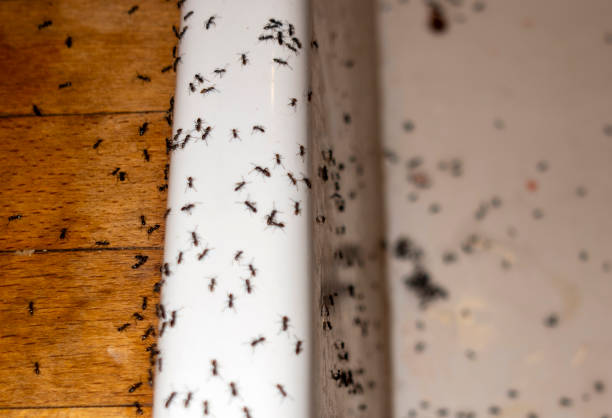 Best Flea Control Services  in East Camden, SC